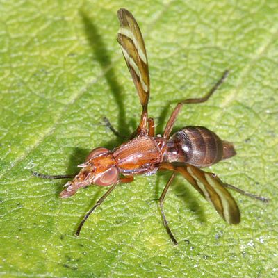 Picture-winged Flies - Ulidiidae