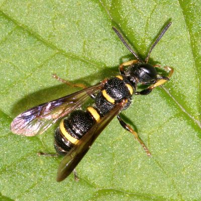 Cerceris insolita