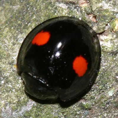 Lady Beetles - Genus Chilocorus