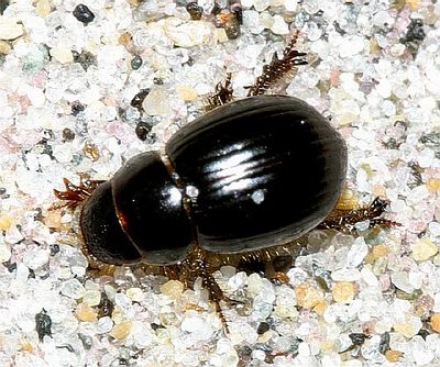 Aegialia arenaria