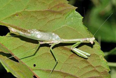 Stagmomantis resacae