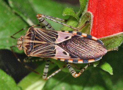 Spot-sided Coreid - Hypselonotus punctiventris