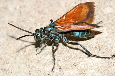 Spider Wasps - Pompilidae