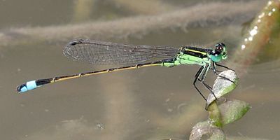 Rambur's Forktail - Ischnura ramburii