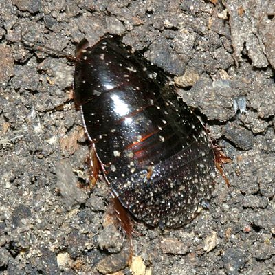 female Surinam Cockroach - Pycnoscelus surinamensis