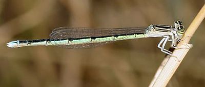 Double-striped Bluet - Enallagma basidens