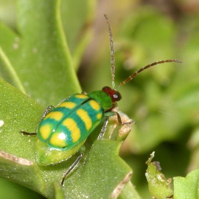 Diabrotica balteata