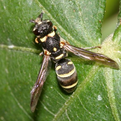 Parancistrocerus texensis