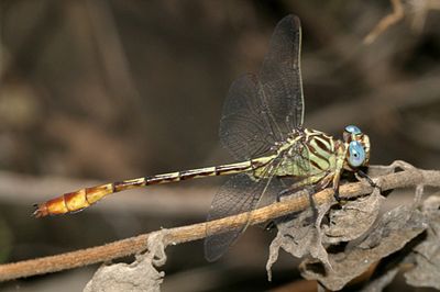 Russet-tipped Clubtail - Stylurus plagiatus