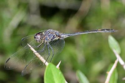 Black Setwing - Dythemis nigrescens