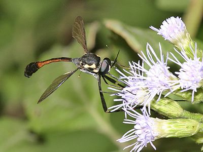 Systropus bicornis