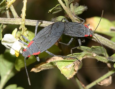 Jadera haematoloma