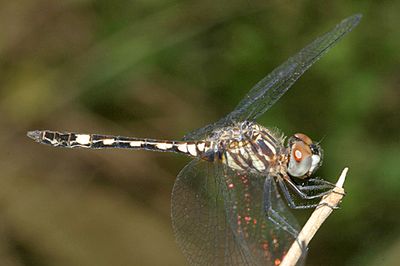 Thornbush Dasher - Micrathyria hagenii