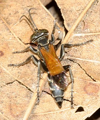 Liris partitus