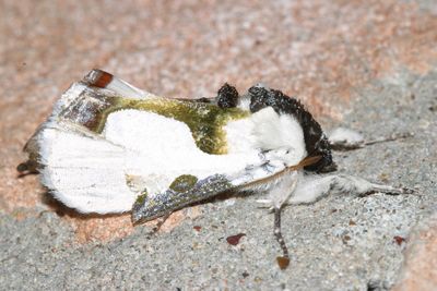 9298 - Wilson's Wood-nymph Moth - Xerociris wilsonii