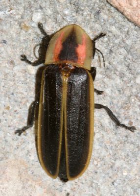 Pyractomena punctiventris