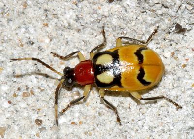 Leaf Beetles - Subfamily Galerucinae - Skeletonizing  Leaf Beetles