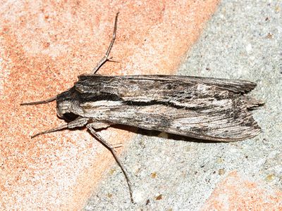 7837 -- Obscure Sphinx Moth -- Erinnyis obscura