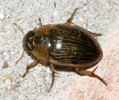 Tropisternus collaris