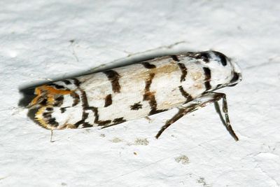 0903 - Ethmia delliella