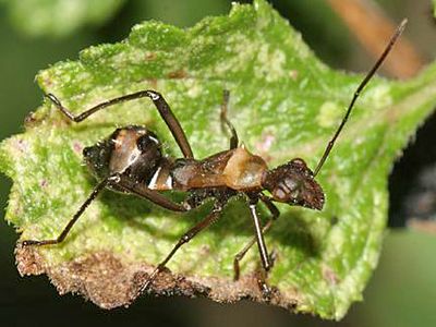Nymph of a broadheaded bug, family Alydidae.-Hyalymenus tarsatus