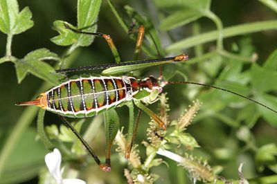 Chestnut Short-winged Katydid - Dichopetala castanea