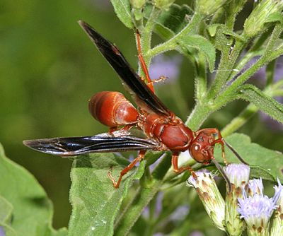 Polistes carolina