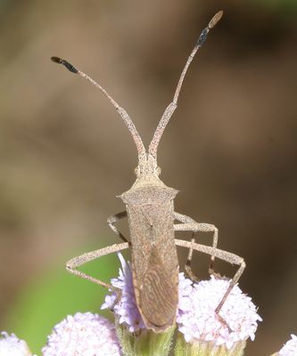Chariesterus antennator