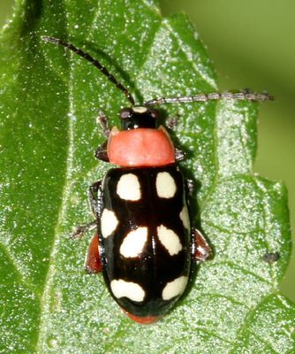 Eight-spotted Flea Beetle - Omophoita cyanipennis octomaculata (Crotch)
