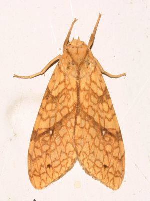 8216 -- Santa Ana Tussock Moth -- Lophocampa annulosa