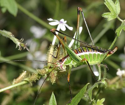 Chestnut Short-winged Katydid - Dichopetala castanea