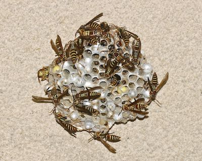 Polistes exclamans