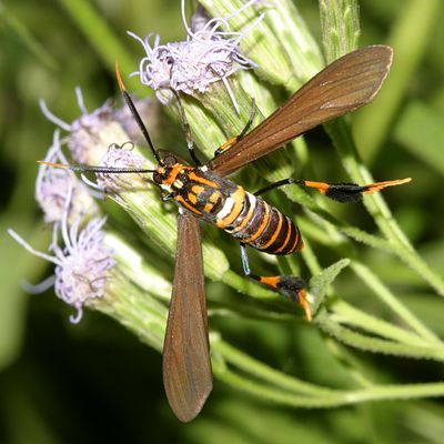 8287 -- Texas Wasp Moth -- Horama panthalon texana