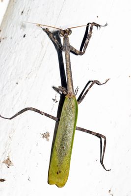 Texas Unicorn Mantis - Phyllovates chlorophaea