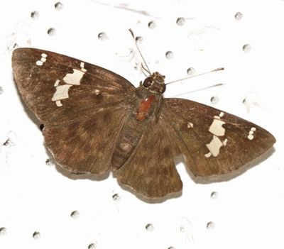 Fritzgaertner's Flat - Celaenorrhinus fritzgaertneri