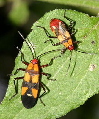 Six-spotted Milkweed Bug - Oncopeltus sexmaculatus