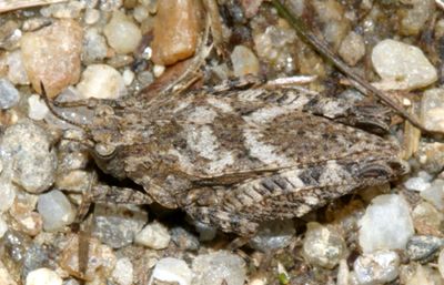 Ornate Pygmy Grasshopper - Tetrix ornata