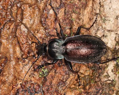 Carabus nemoralis