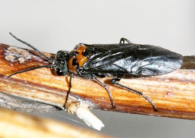 Dolerus unicolor