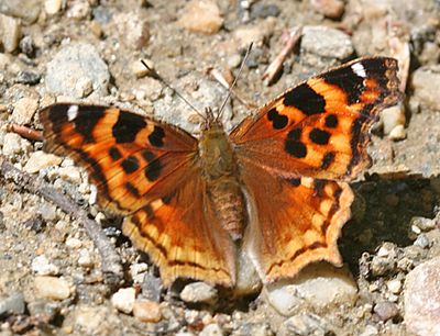 Compton Tortoiseshell - Nymphalis vaualbum