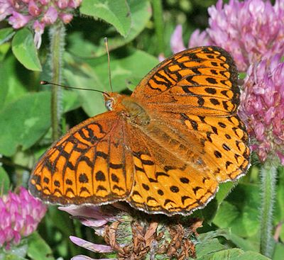 Atlantis Fritillary - Speyeria atlantis