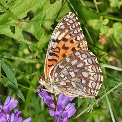Atlantis Fritillary - Speyeria atlantis