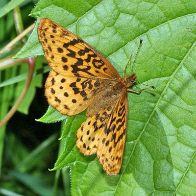 Meadow Fritillary - Boloria bellona