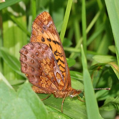 Meadow Fritillary - Boloria bellona