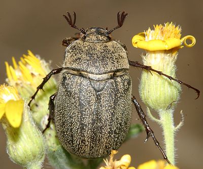Phyllophaga lanceolata