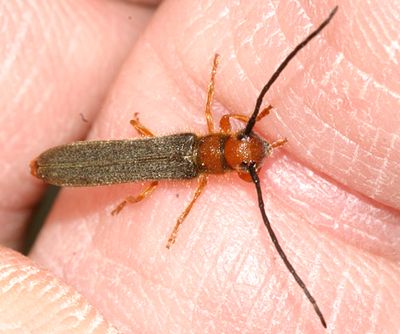 Leafy Spurge Stem Boring Beetle - Oberea erythrocephala
