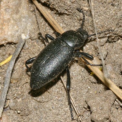 Eleodes extricata