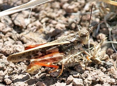 Pronotal Range Grasshopper - Cratypedes neglectus