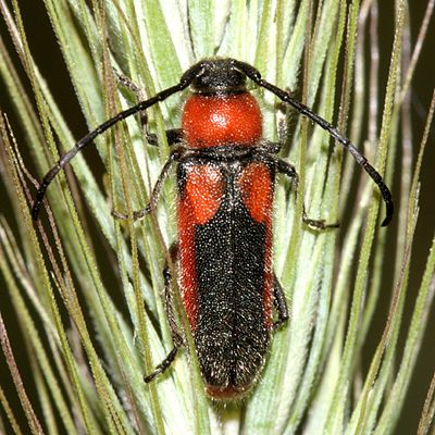 Longhorned Beetles - Cerambycidae