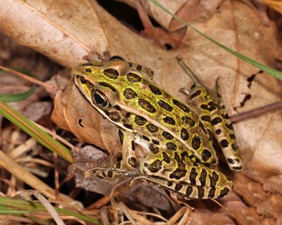 Northern Leopard Frog - Lithobates pipiens